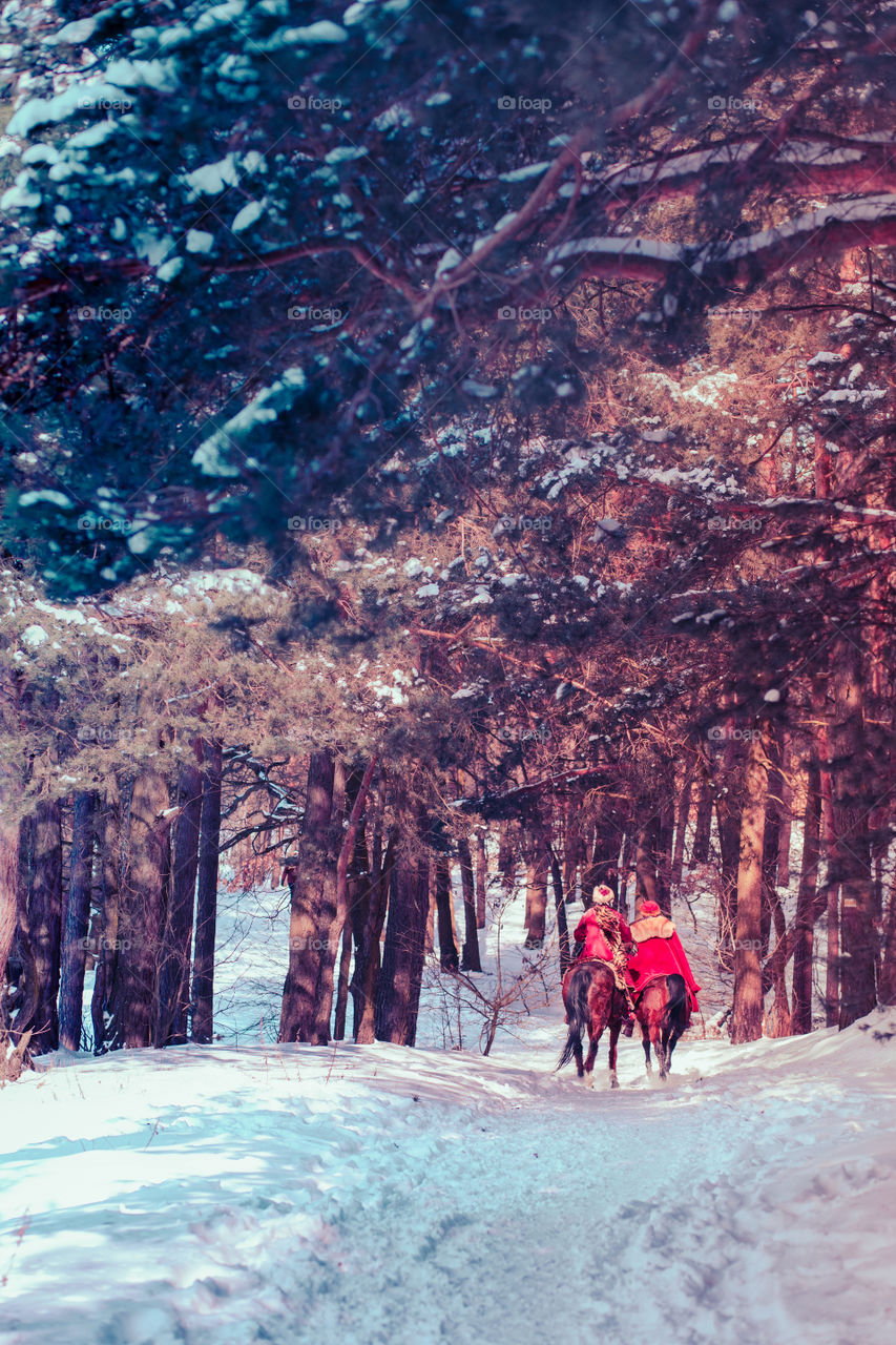 Two men are riding the horses through forest on sunny wintery day. Riders are wearing old historical red coats and hats. Shot from distance