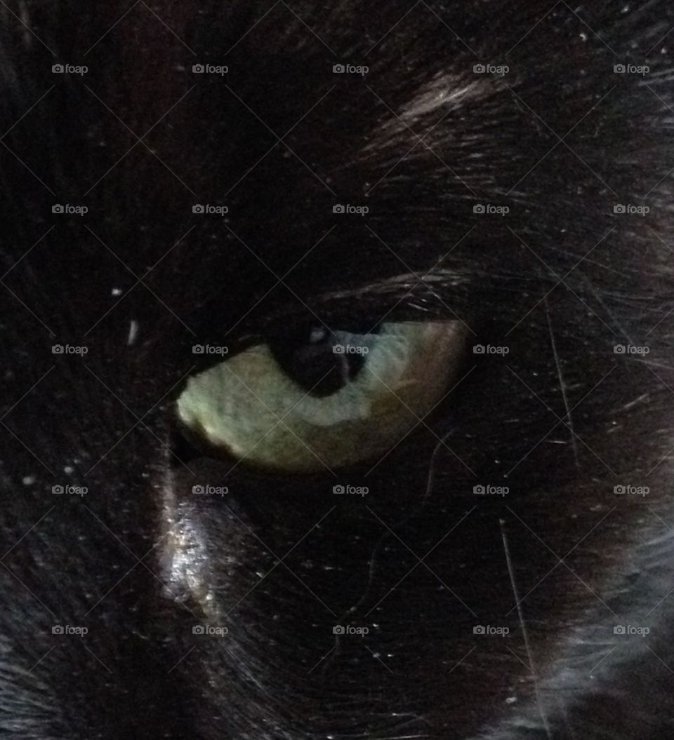 Cat Feline Black Cat Green Eye