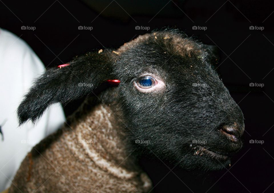 Lamb