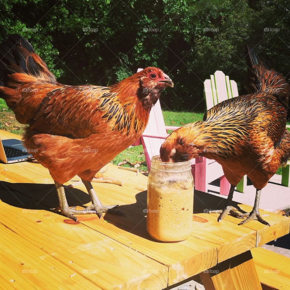 Fermented chicken feed