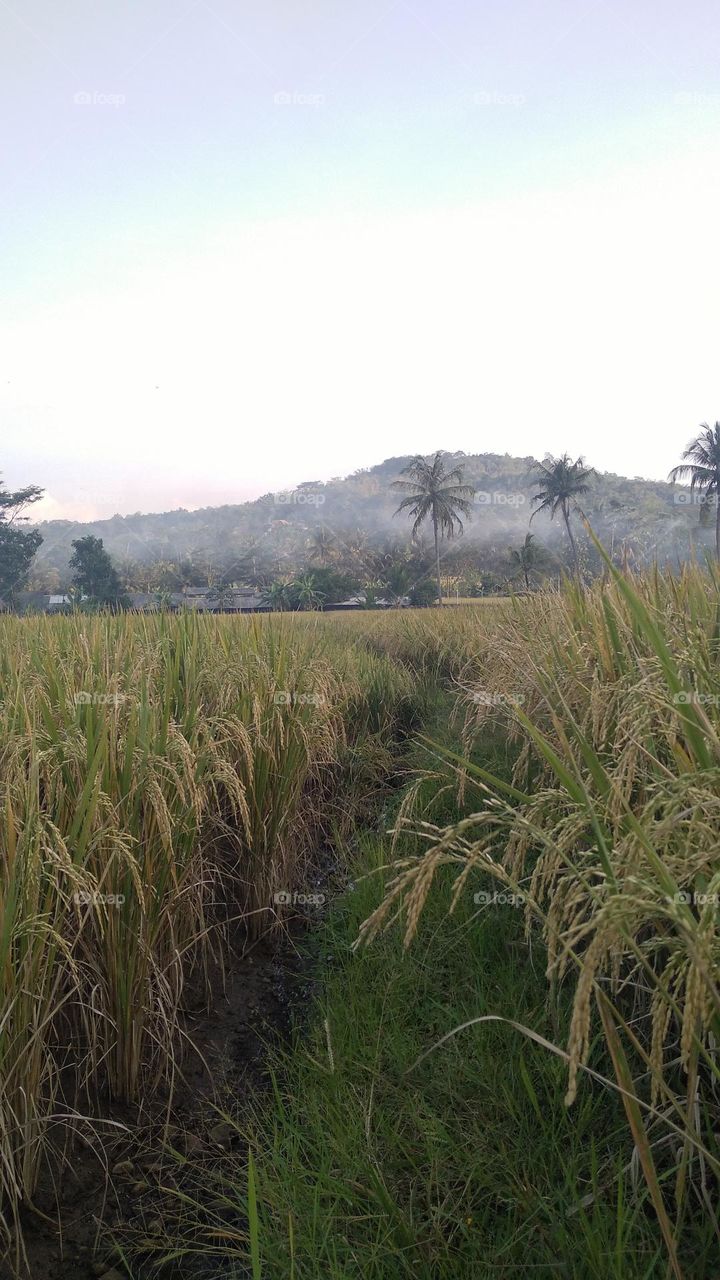 Beautiful view in the afternoon in the rice fields