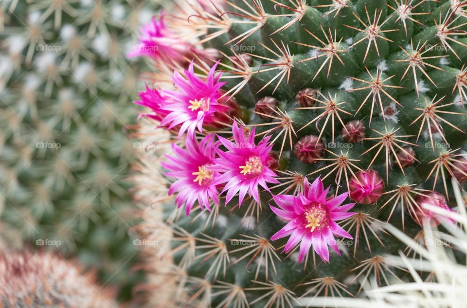 Beautiful Cactus flower
