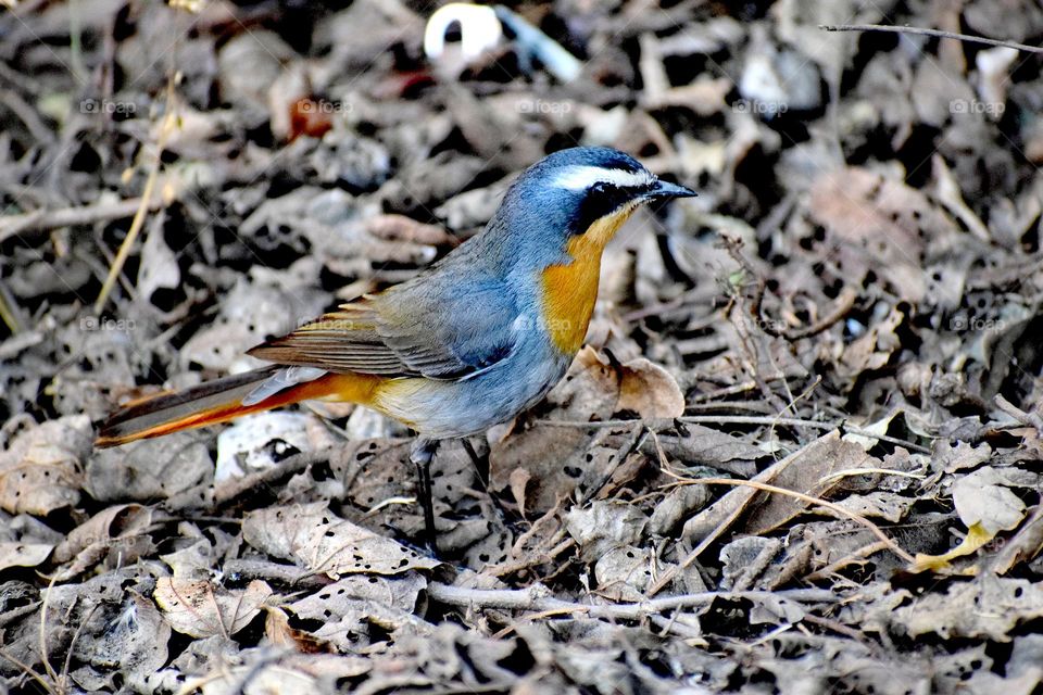 Not quite blending in