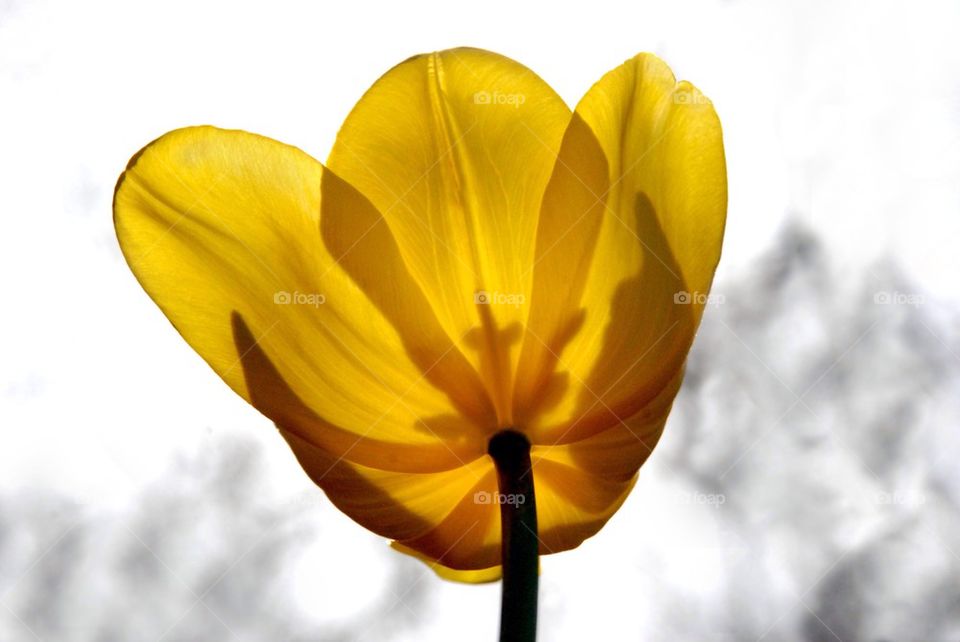 Glowing Tulip