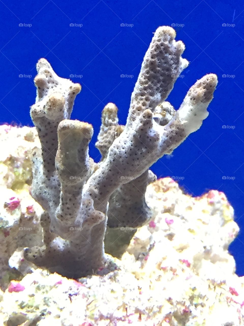Aquarium marine coral