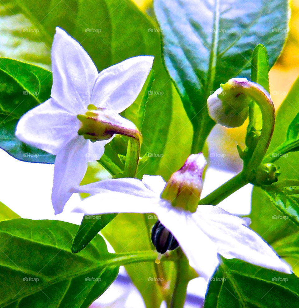 plant chilli by graham.harris
