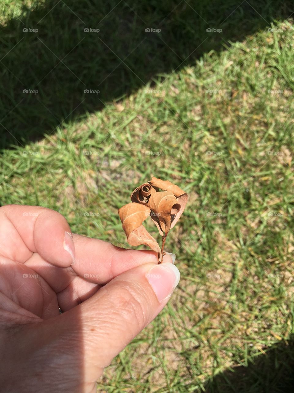 A brown leaf with many swirls