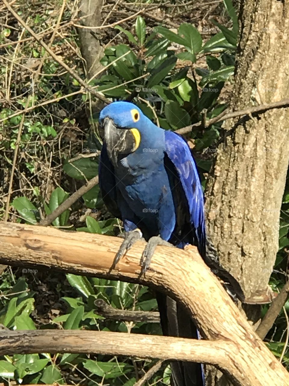 Blue bird zoo