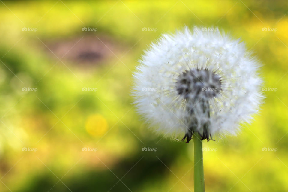 Dandelion, flower, vegetation, plants, meadow, meadow, village, sun, summer, heat, nature, landscape, still life, yellow, white, beautiful, furry,