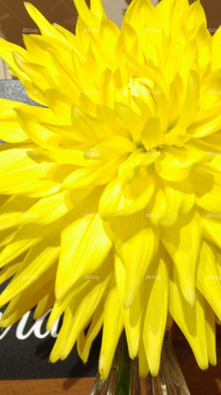 yellow Dahlia close-up