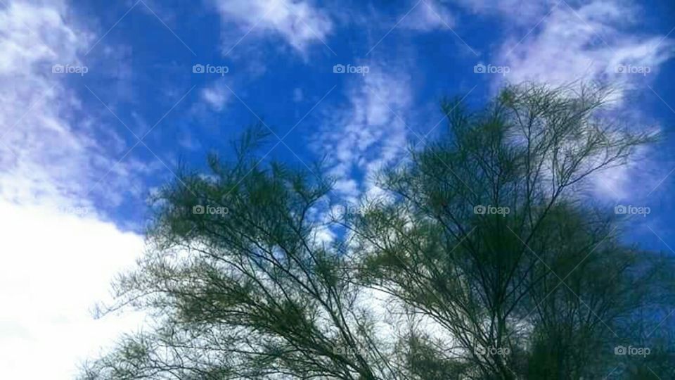 Palo Verde Tree Skyward