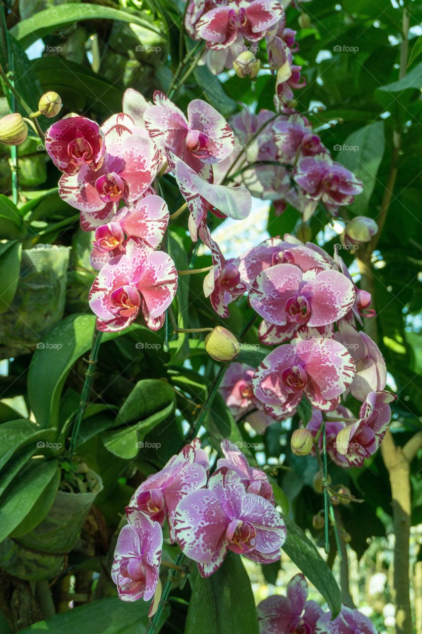 Season of orchid flowers 
