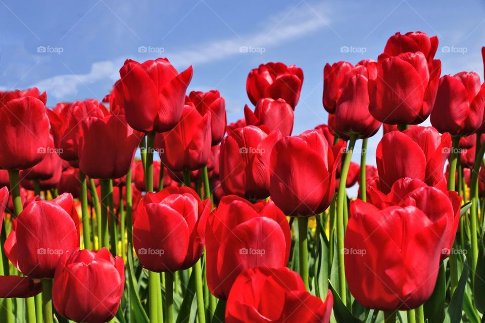 Close-up of a red tulips