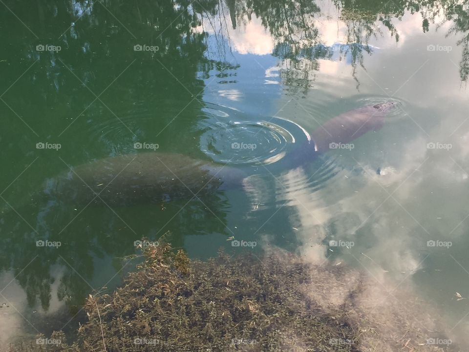 Found these wild manatees, a mother and it's baby, swimming up a canal near Miami. 