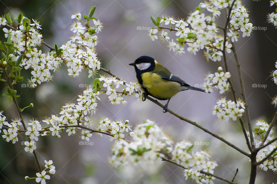 Tit among blossoming cherry
