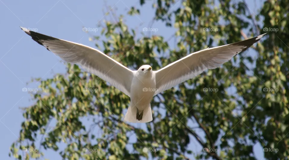 Seagull