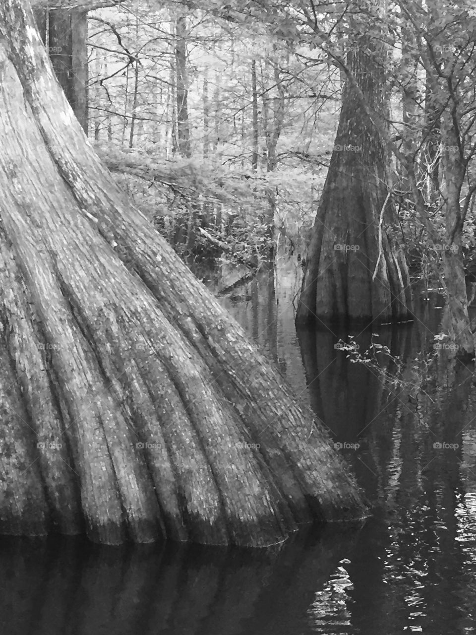 Trees. Dead lakes Florida 