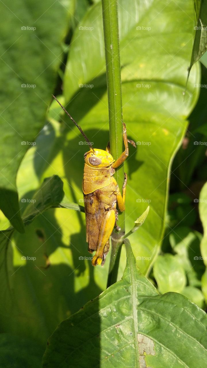 Rice locusts perch on bushes in plantations