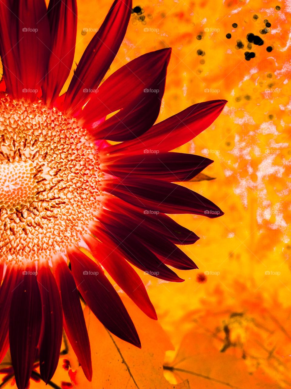 Flower of the Sun. Nature is the most wonderful artist. 