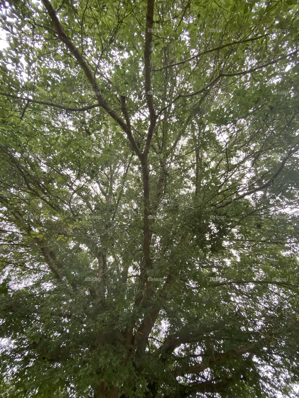 A big beautiful tree 