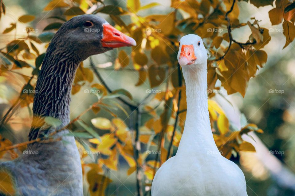 Pair of geese