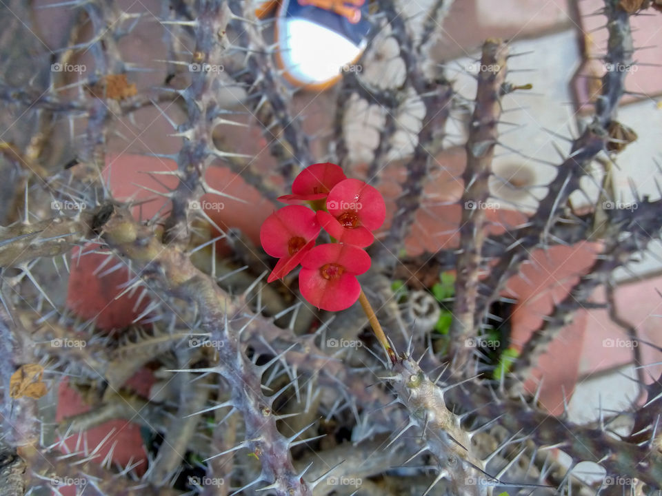 Beautiful flower in the library garden Chandigarh