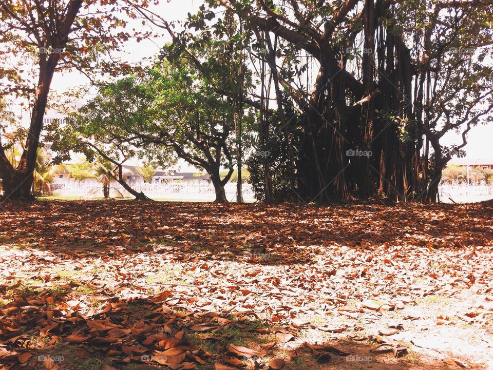 Trees and dried leaves