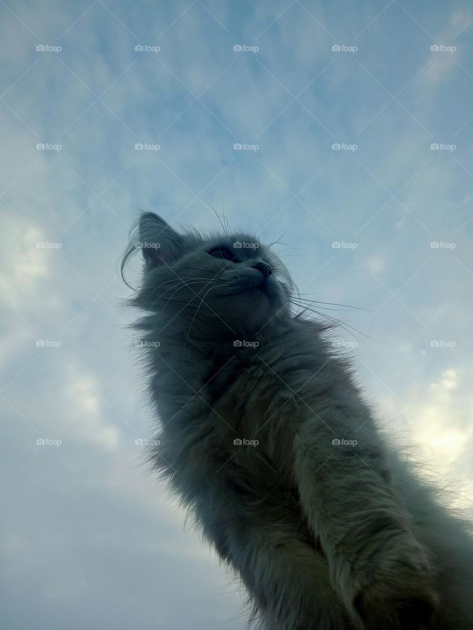 A cute kitty against the background of a wonderful sky🐈📷🤍💙💚