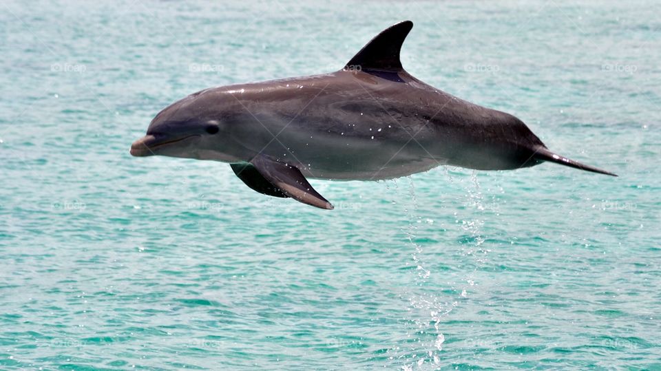 Dolphin jumping in the sea