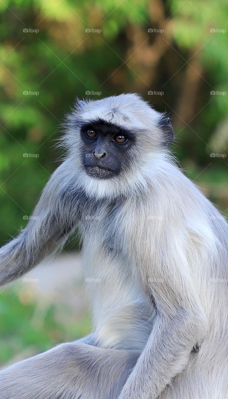 Indian langoor