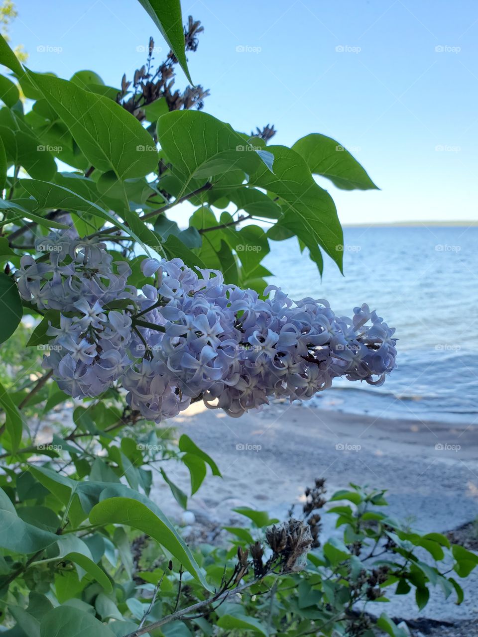 beach and flower