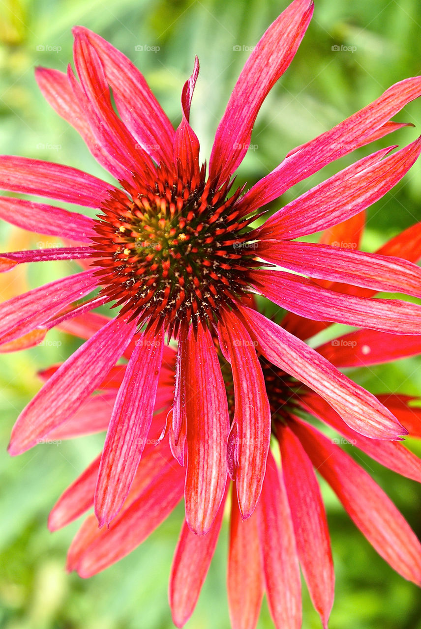 flowers flora daisies by lgt41