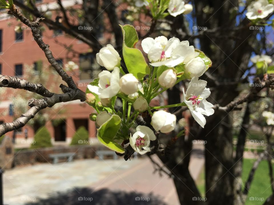 Blossoms on campus