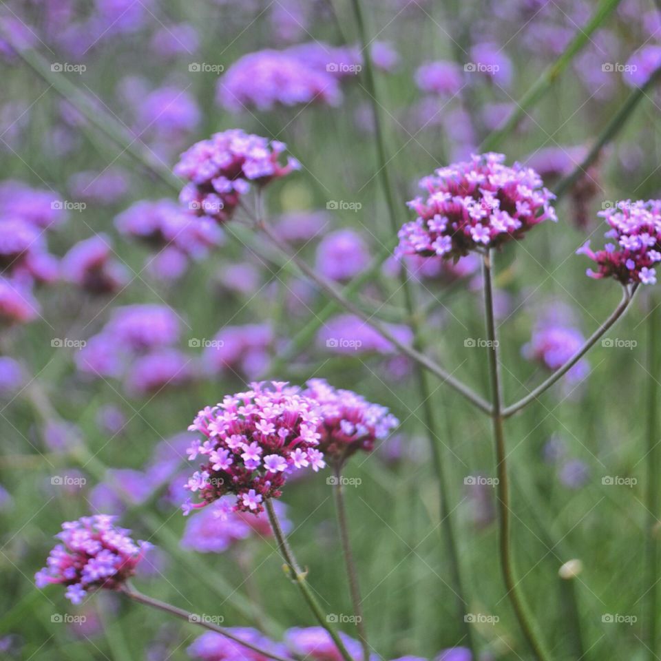 Giant  Verbena