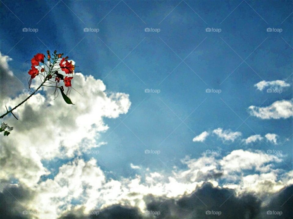 Red fñower behind the sky