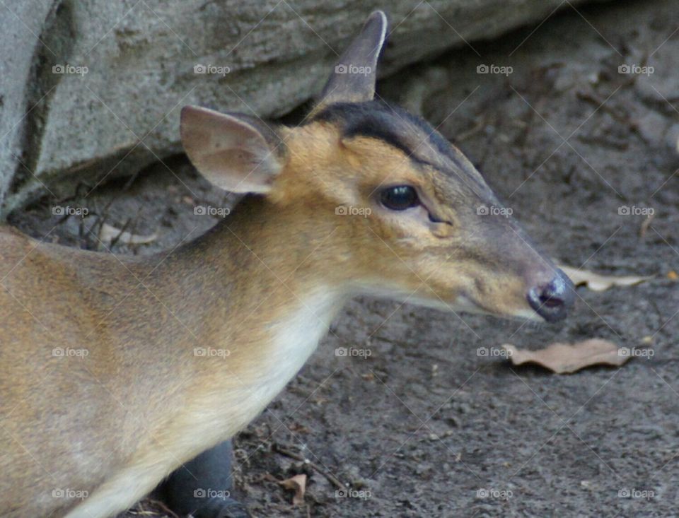 Reeve's Muntjac