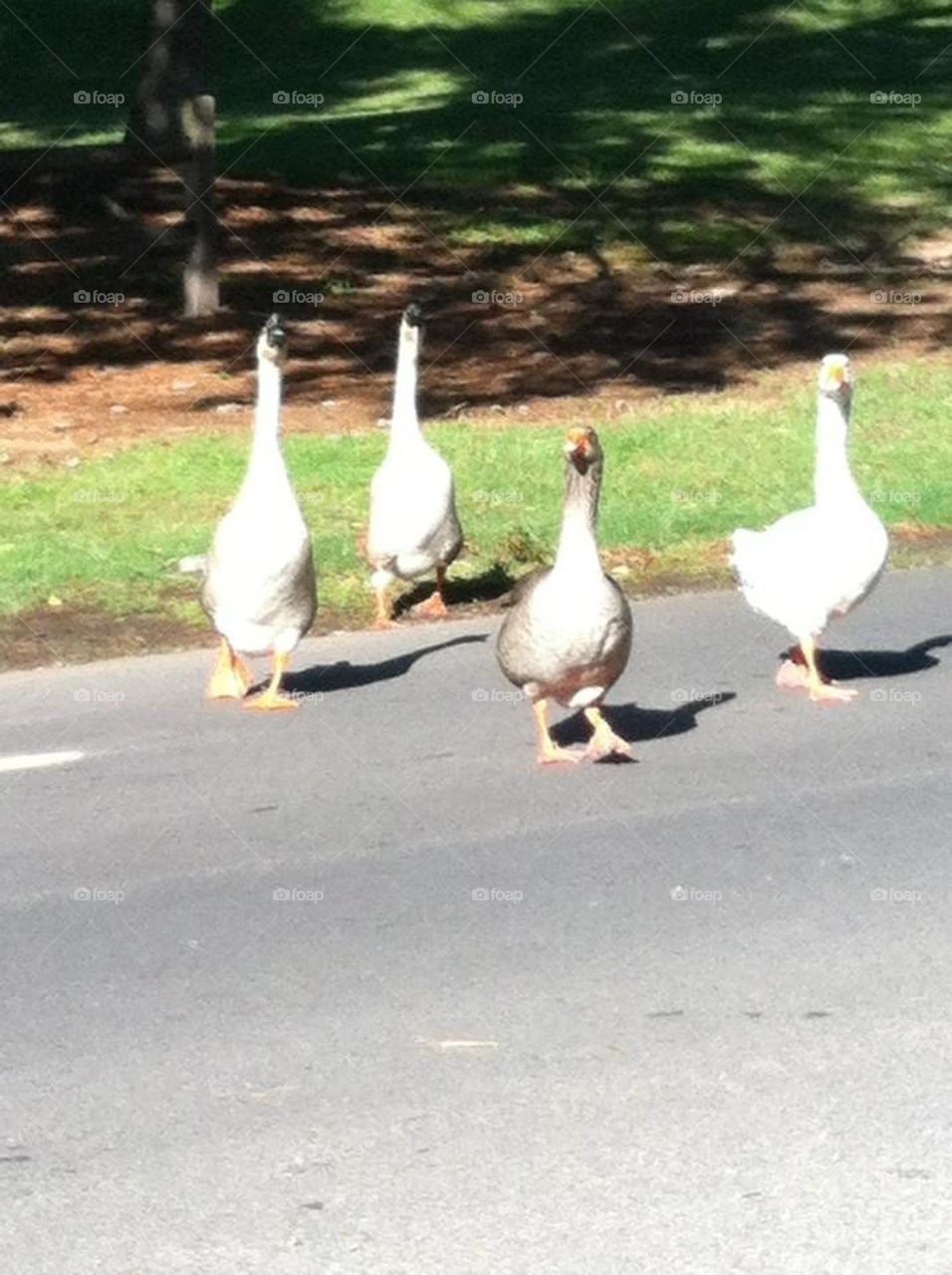 Geese at golf course. 