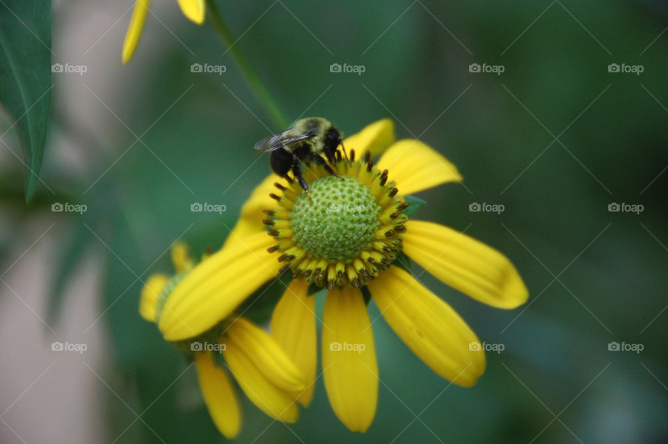 yellow nature flower bee by da123nce