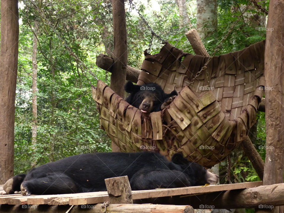 Laotian bear napping