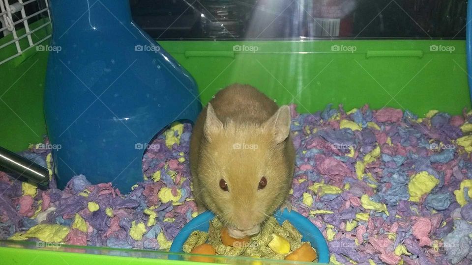 My pet Hamster named Snookums