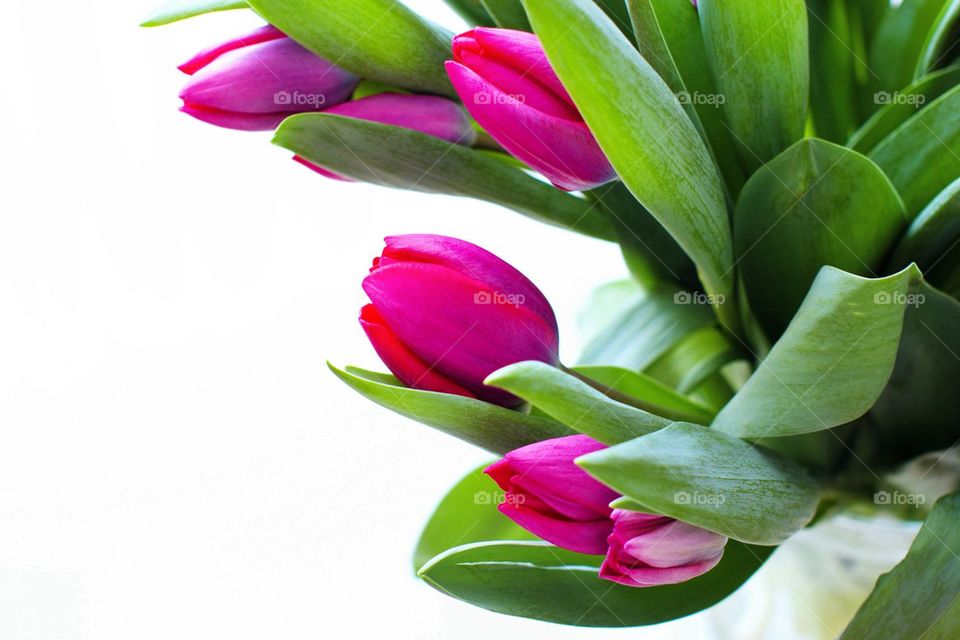 Tulips