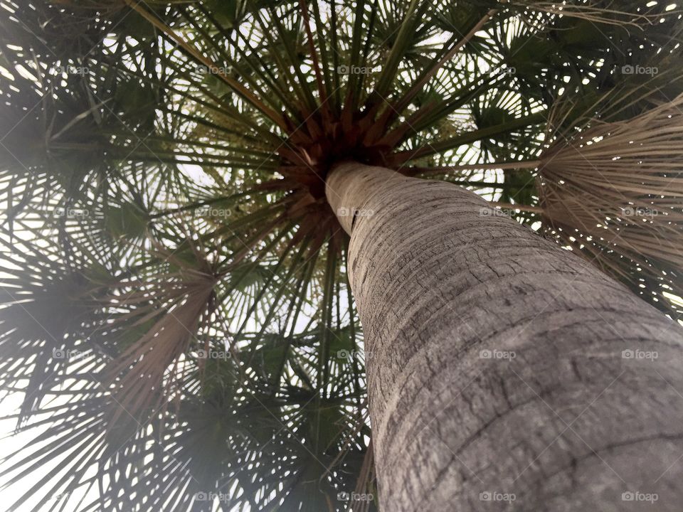 Palm