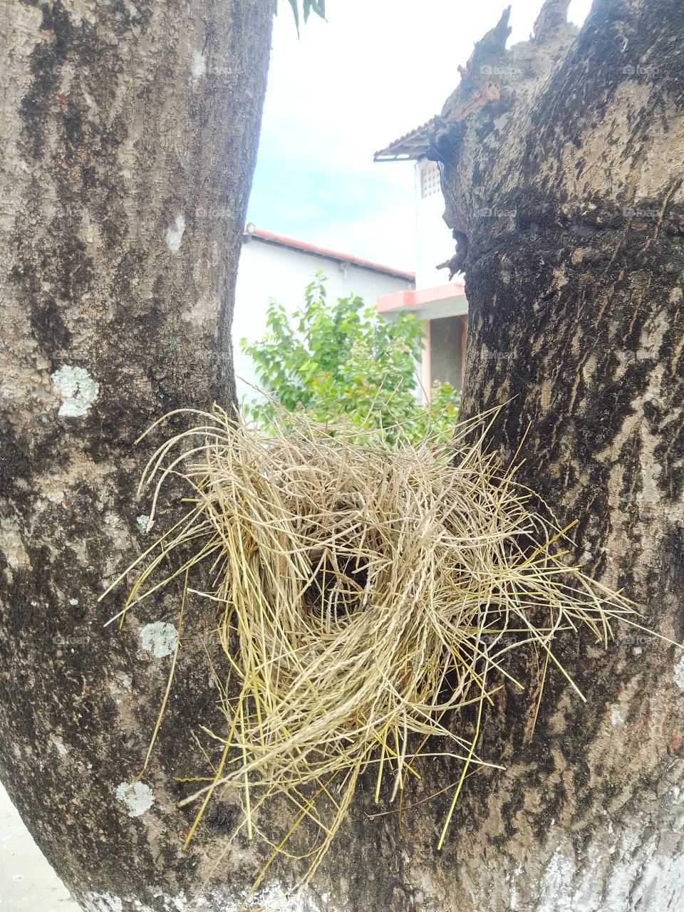 bird's Nest