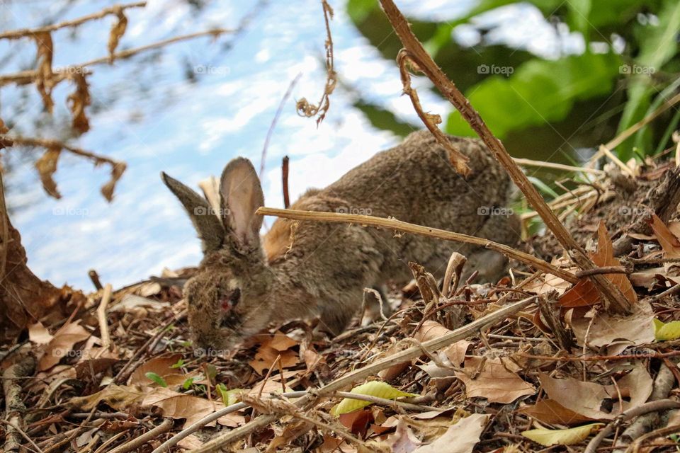 A wild rabbit in a wooded part of the city of Madrid