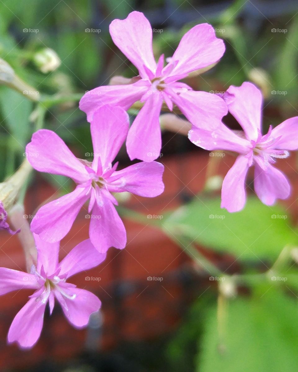 Pink flowers up close