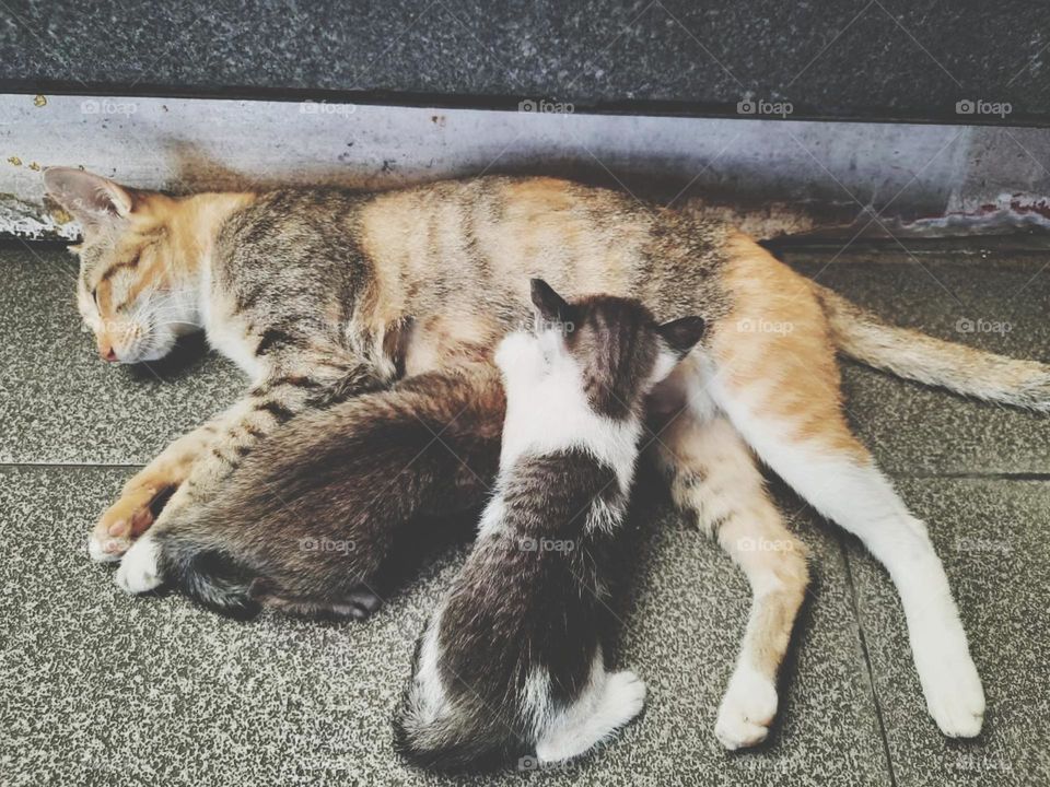 Both people and cats have maternal instincts.