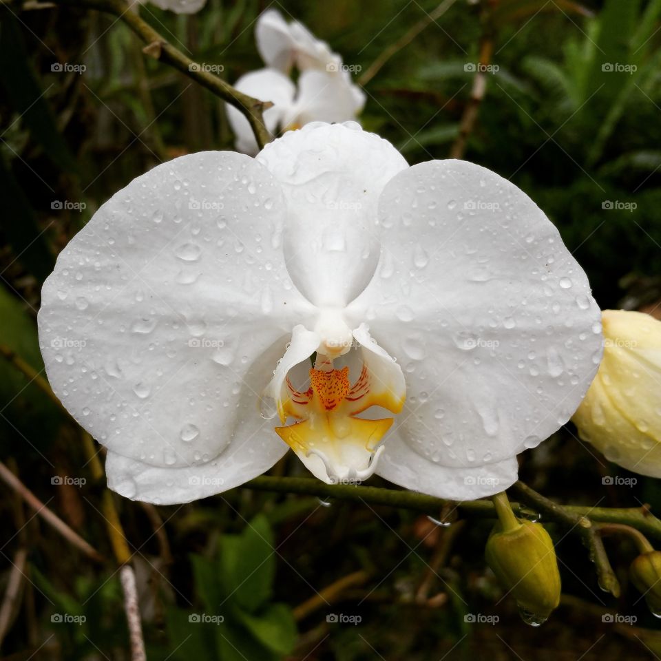 White Orchid