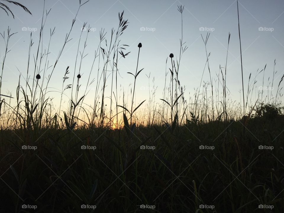 Tall grasses/a perfect sunset 
