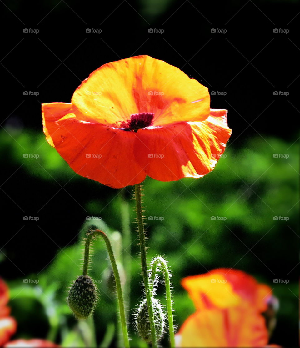 Red flower in sun