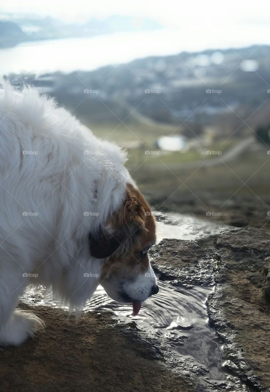 Dog drinking water